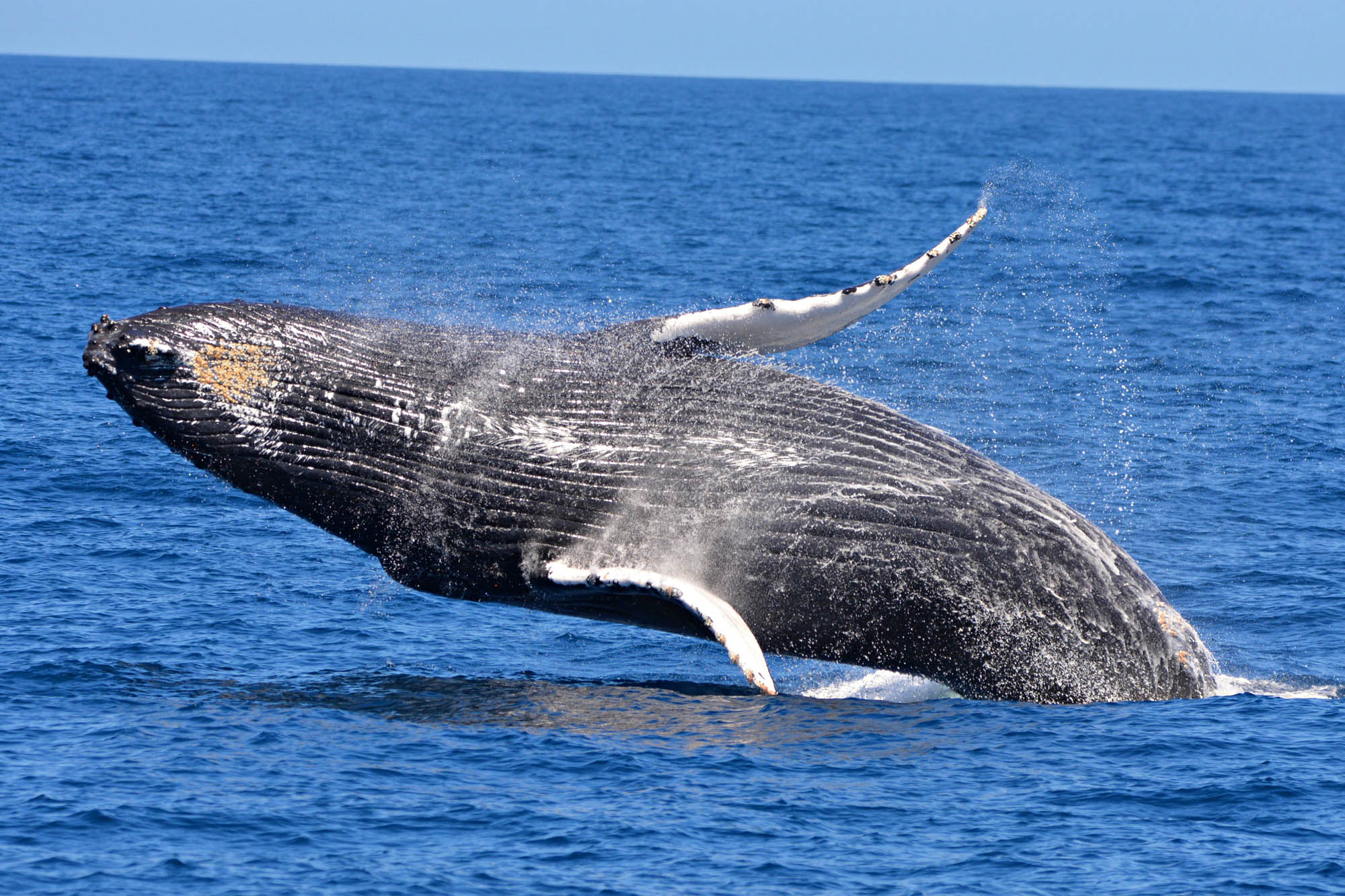 Whale Watch Western Australia & Harvest Tours Whale Wilderness Cruise Experience