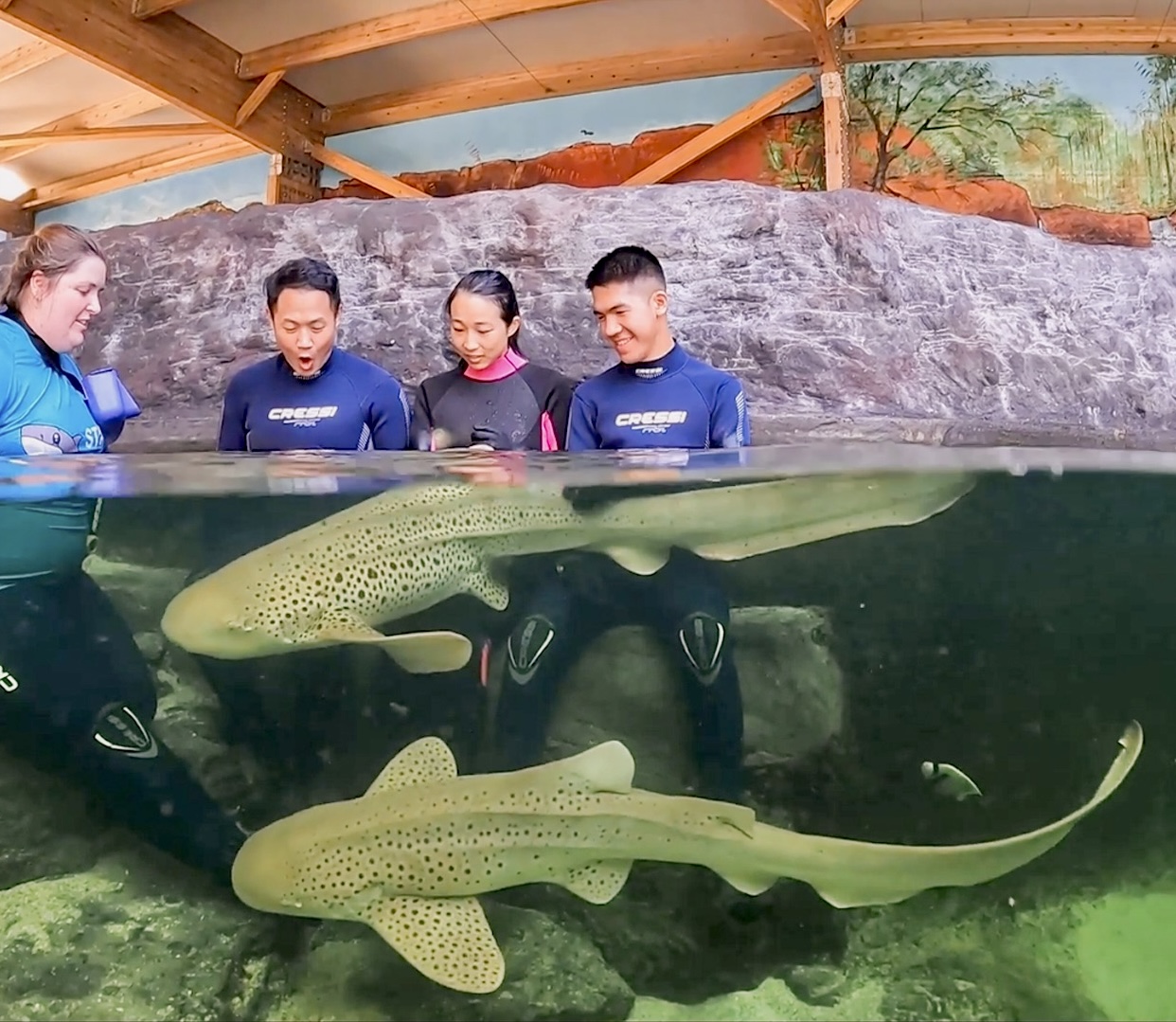 Zebra Shark Encounter $60 B2B packaged with Entry Pass (all ages)  B2B Booking