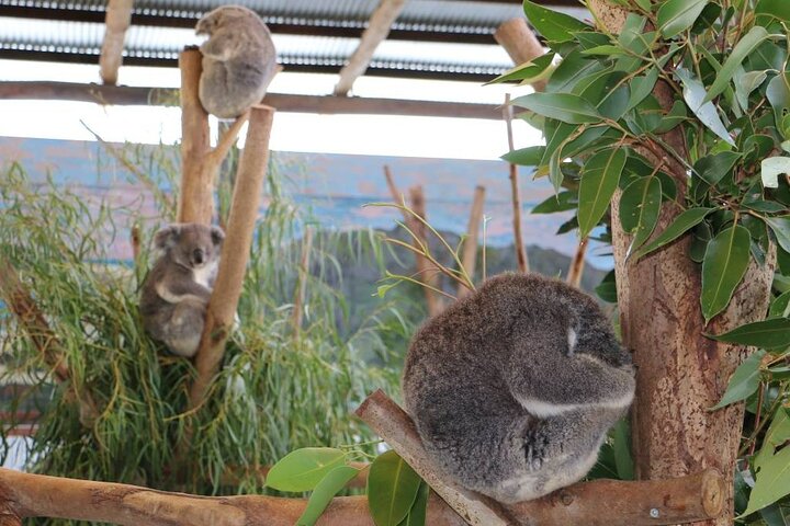 Blue Mountains Experince Day Tour