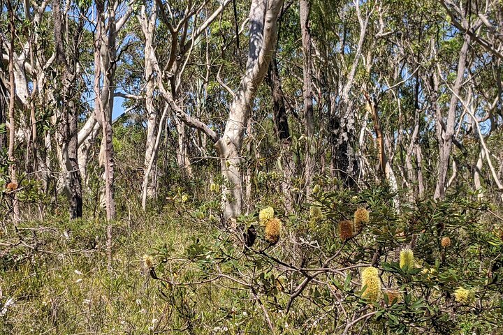 Australian Private Waterfalls tour with Koalas and Kangaroos