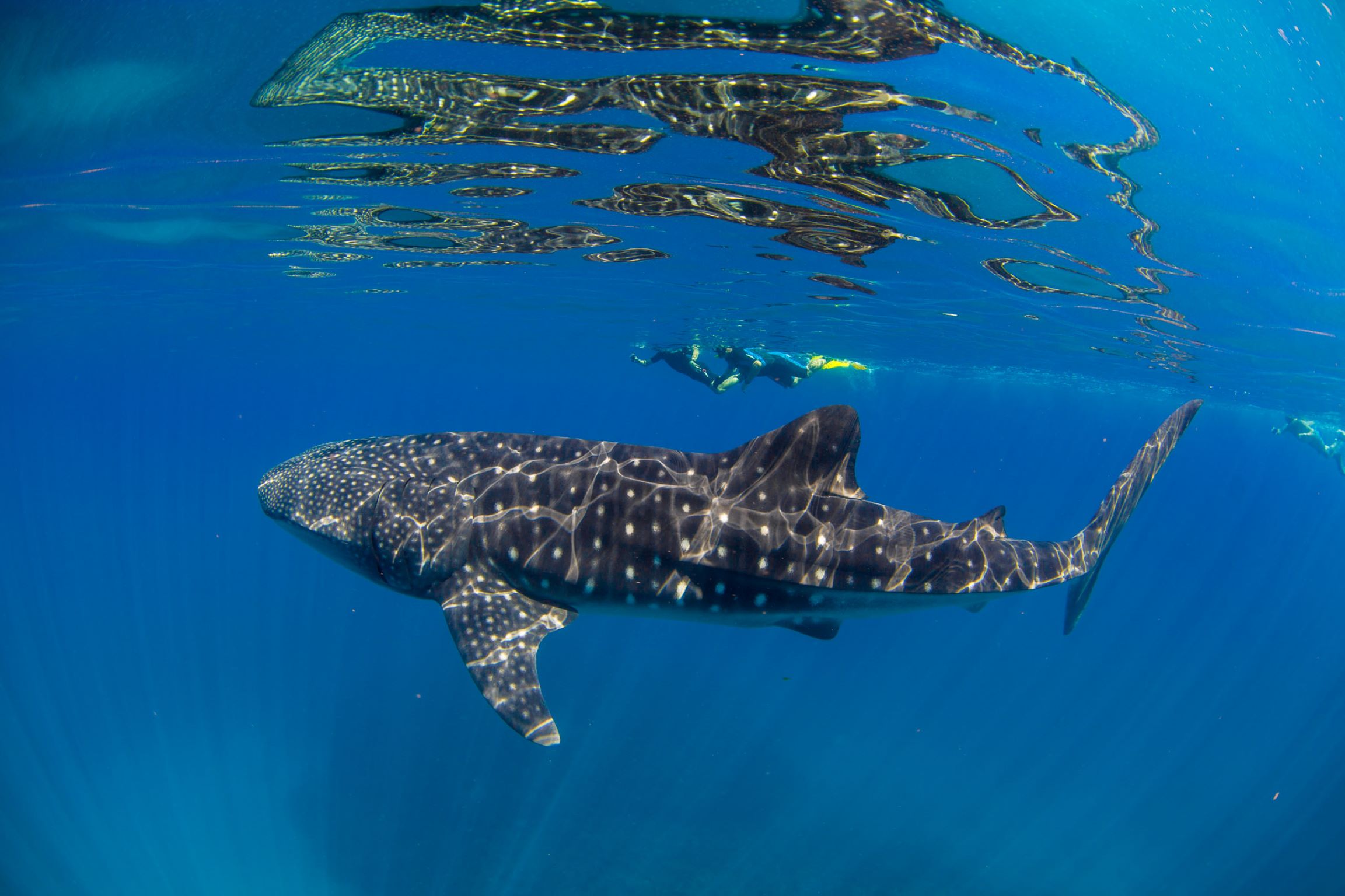 Viator Swimming with the Whale Sharks with Lunch – 2023 – FREE PHOTOS