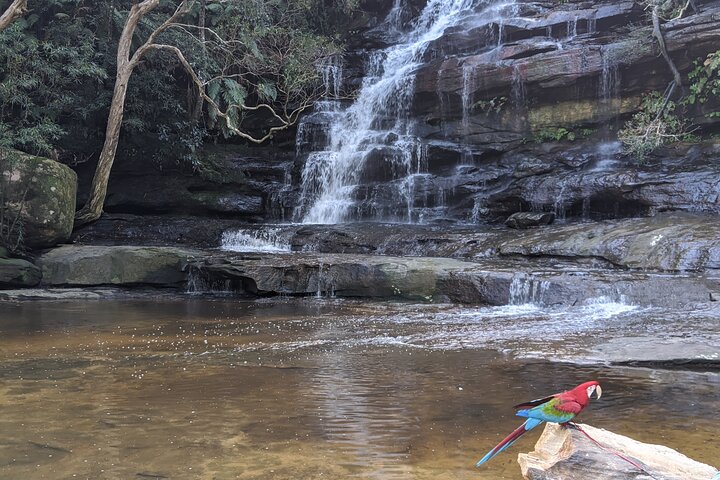 Australian Private Waterfalls tour with Koalas and Kangaroos