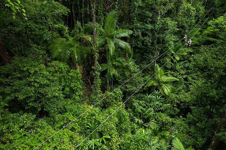 Ziplining Cape Tribulation with Treetops Adventures