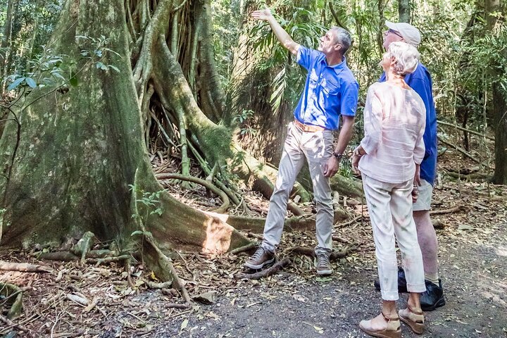 Sunshine Coast Rainforest Views and Montville Day Tour from Noosa