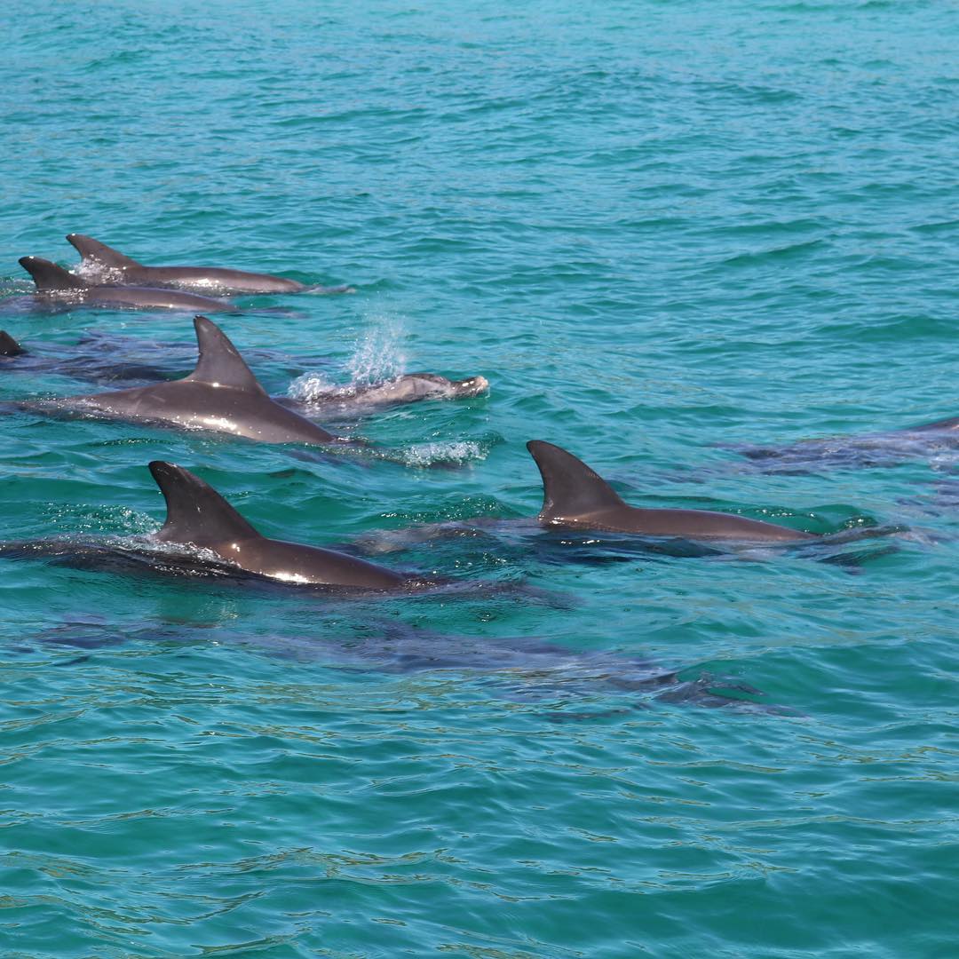 Whale Watch Western Australia & Harvest Tours Whale Wilderness Cruise Experience