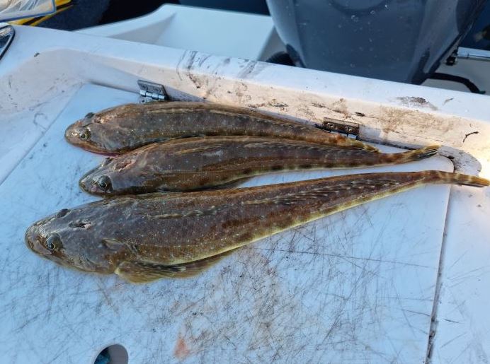 Private Charter - Flathead/Reef Fishing - 5 Hours