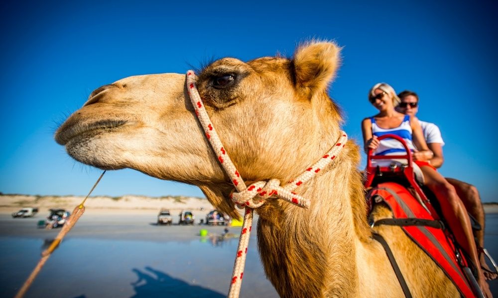 Cable Beach Sunset Camel Ride