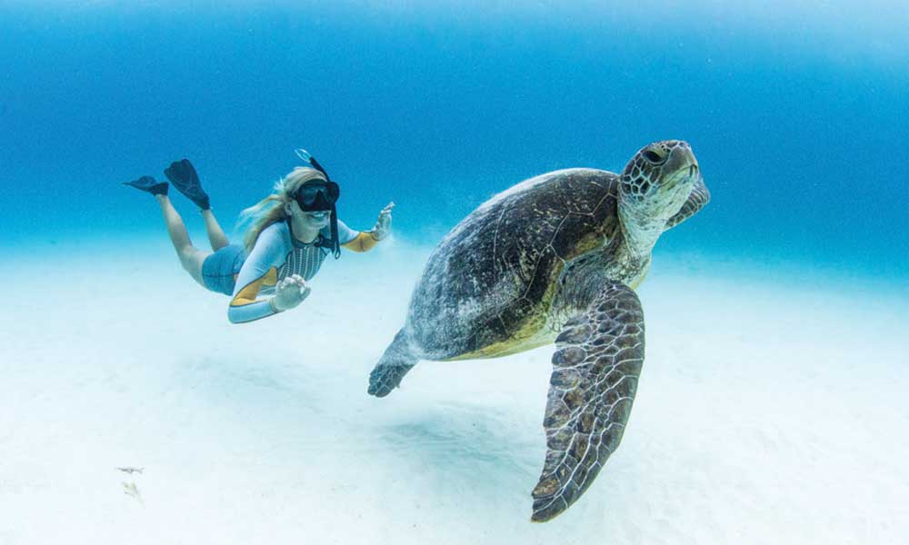 lady elliot island tours from 1770