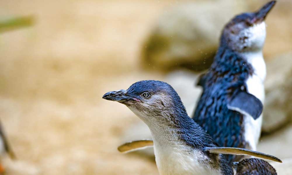 Featherdale Wildlife Park Penguin Encounter