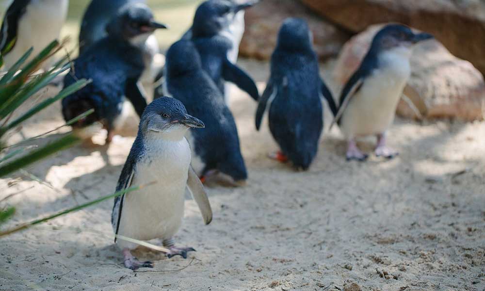 Featherdale Wildlife Park Penguin Encounter