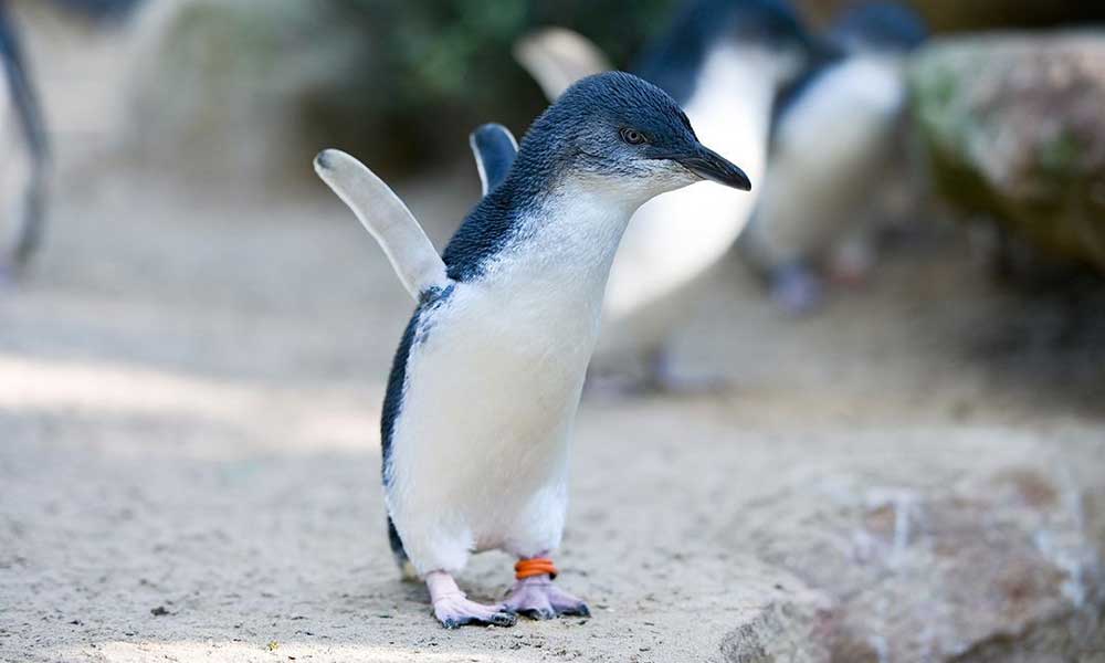 Featherdale Wildlife Park Penguin Encounter