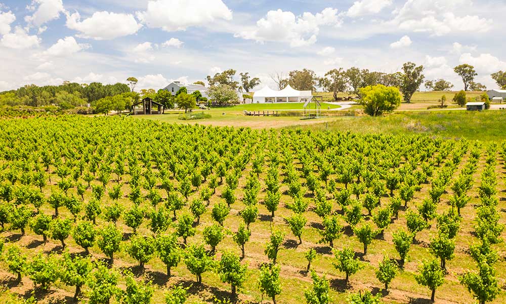 Hunter Valley Food and Wine Tour with Sydney Transfers