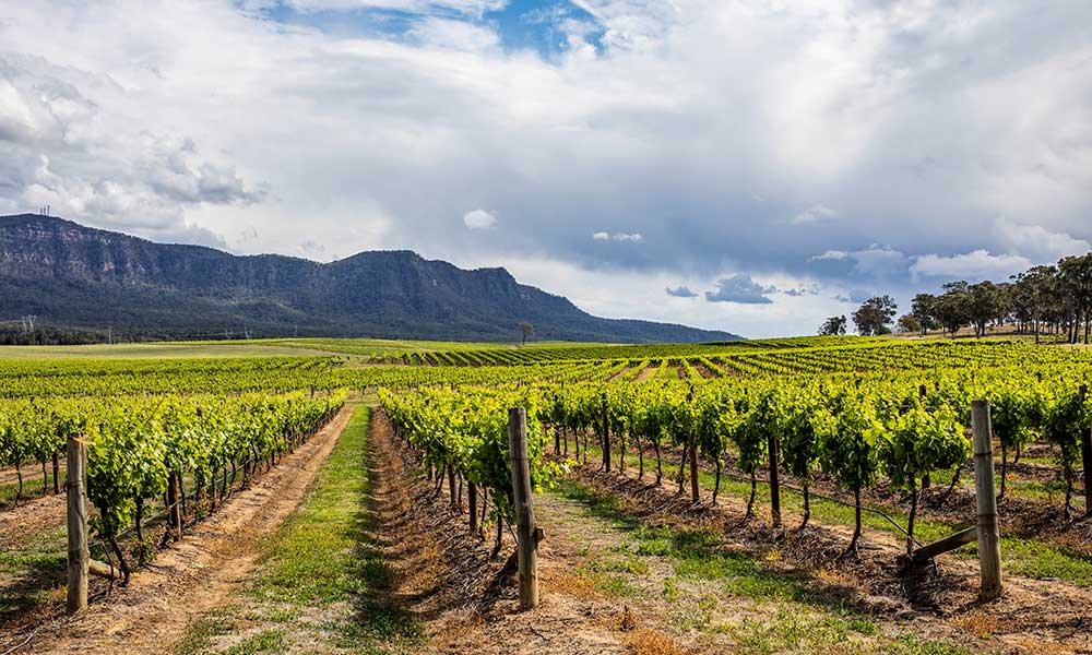 Hunter Valley Winery Tour with Lunch from Newcastle