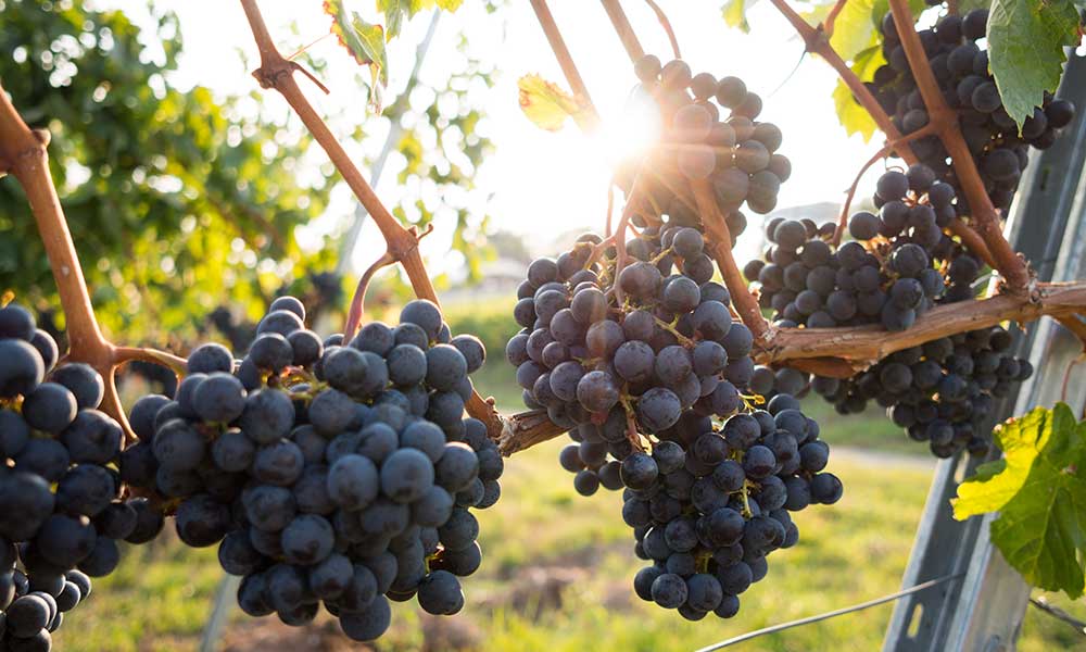 Hunter Valley Tasting Tour with Lunch and Local Pickup