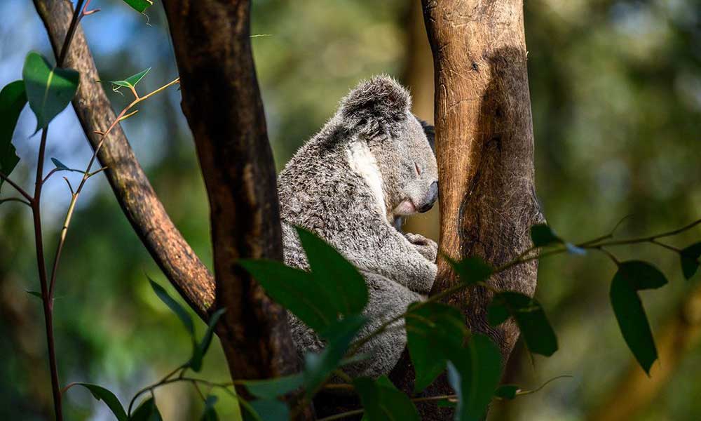 Featherdale Wildlife Park Koala Kindy Encounter