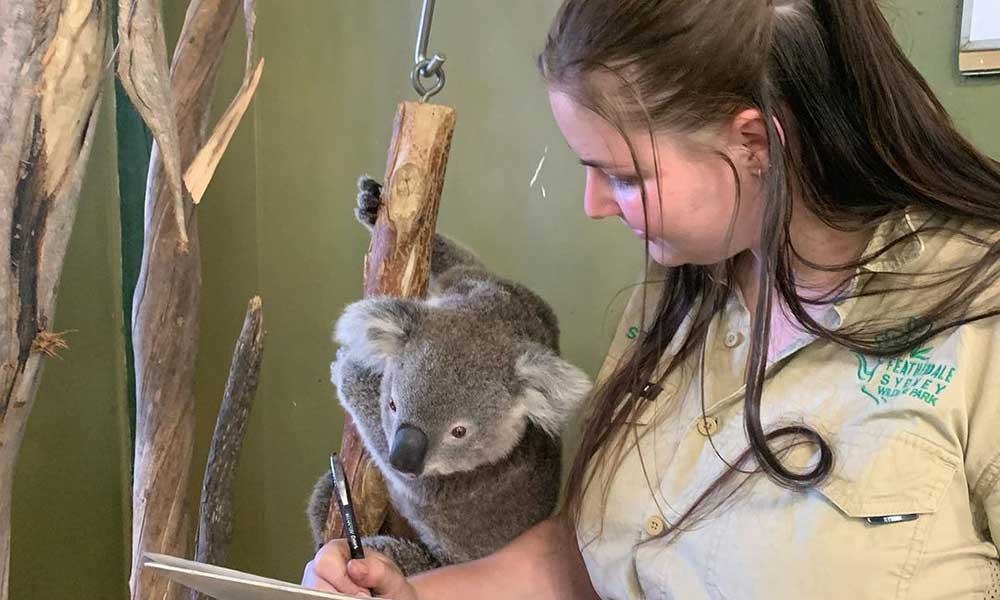 Featherdale Wildlife Park Koala Kindy Encounter