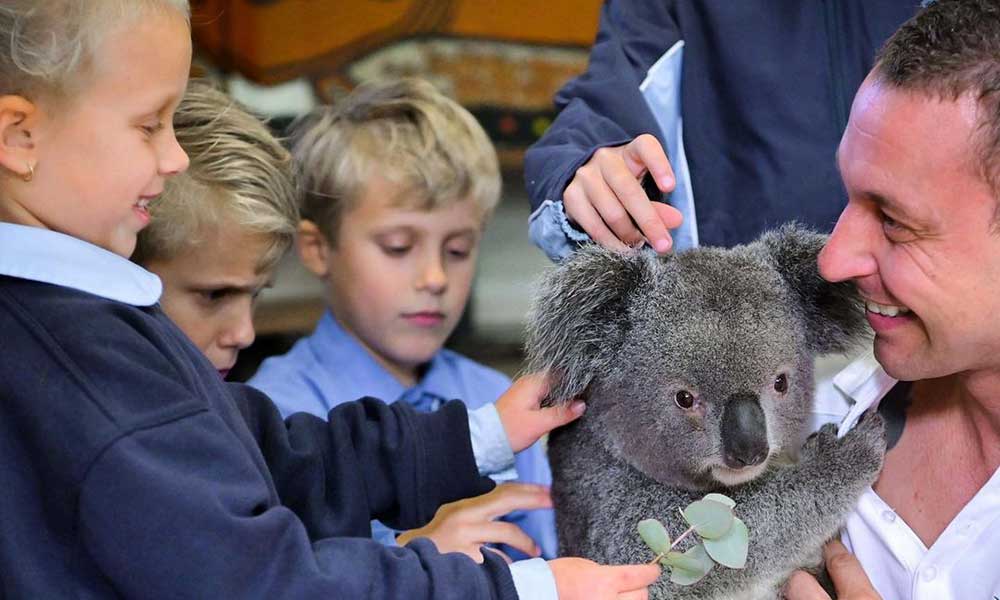 Featherdale Wildlife Park Koala Kindy Encounter