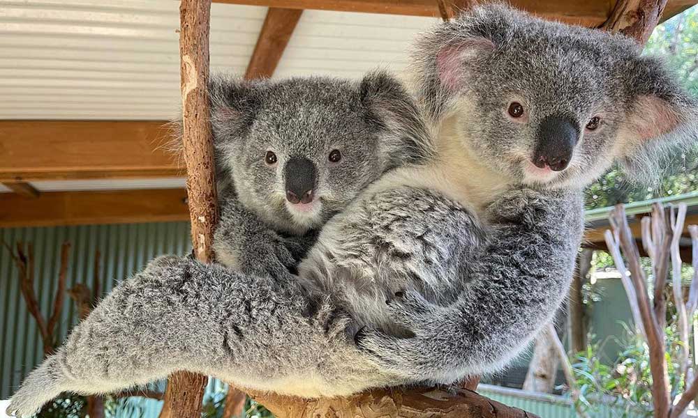 Featherdale Wildlife Park Koala Kindy Encounter