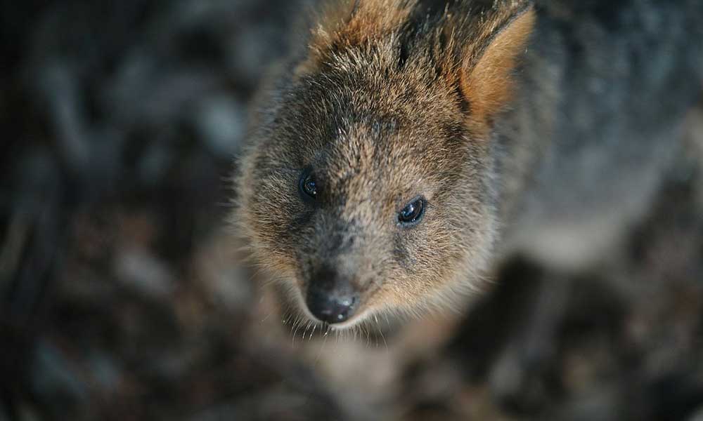 Featherdale Quokka Encounter