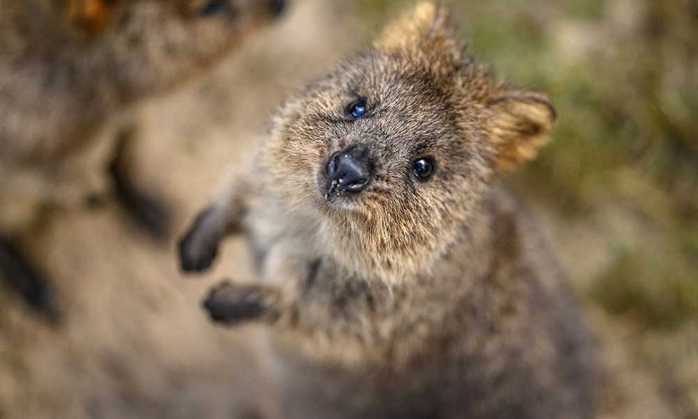 Featherdale Quokka Encounter