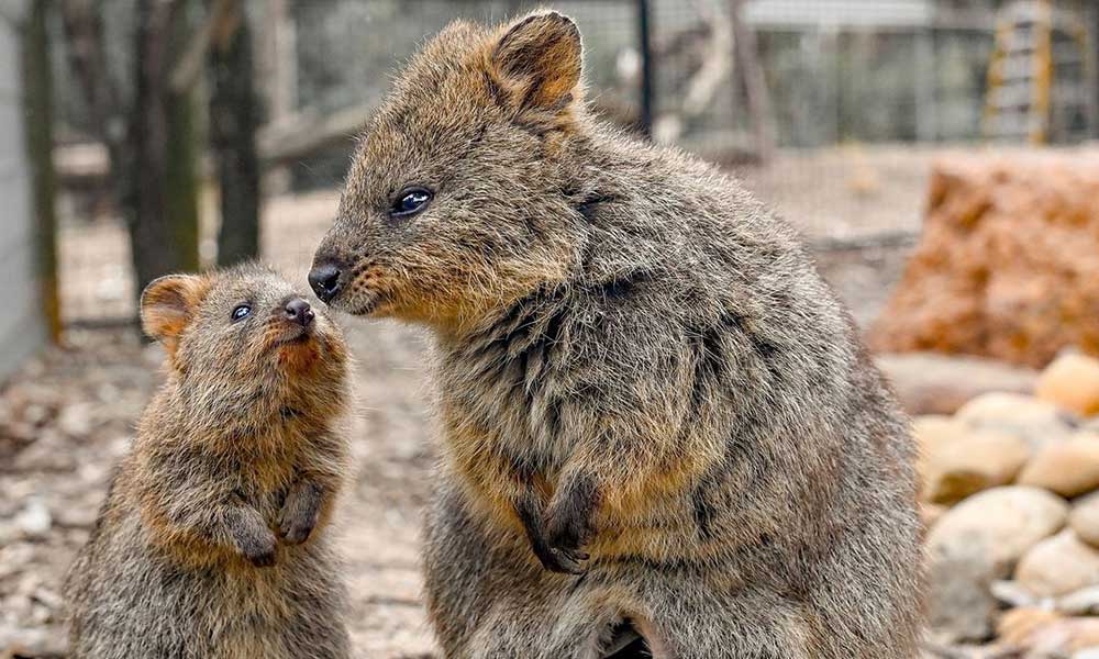 Featherdale Quokka Encounter