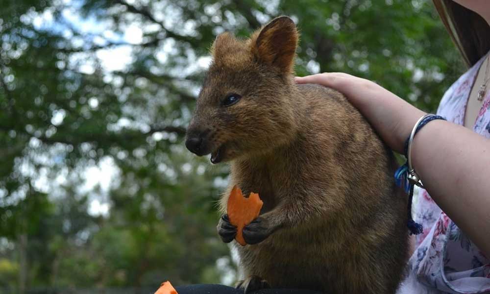 Featherdale Quokka Encounter