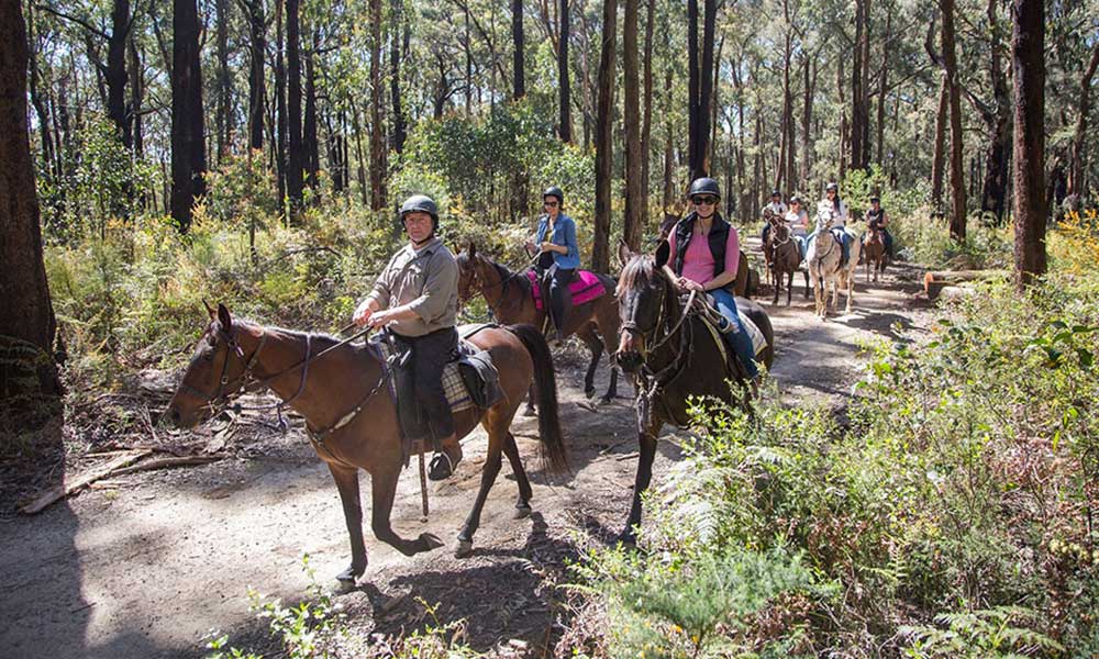 Chum Creek Guided Bush Horse Trail Ride