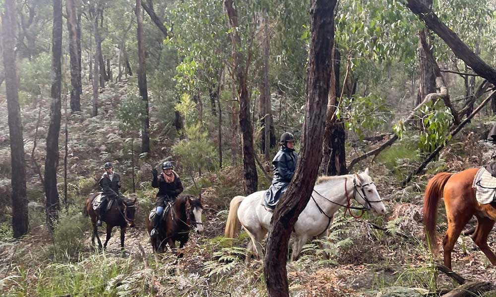 Chum Creek Guided Bush Horse Trail Ride