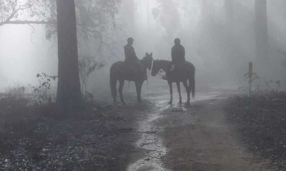 Chum Creek Guided Bush Horse Trail Ride