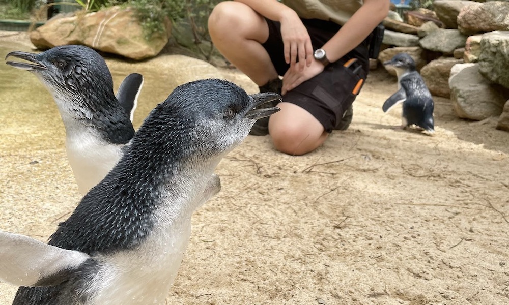 Featherdale Wildlife Park Penguin Encounter