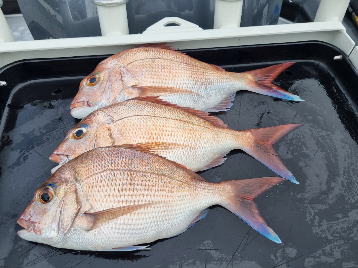 Private Charter - Flathead/Reef Fishing - 5 Hours