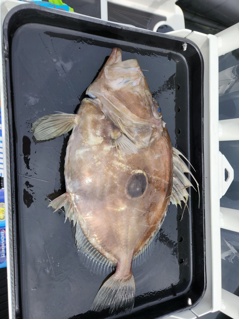 Private Charter - Flathead/Reef Fishing - 5 Hours