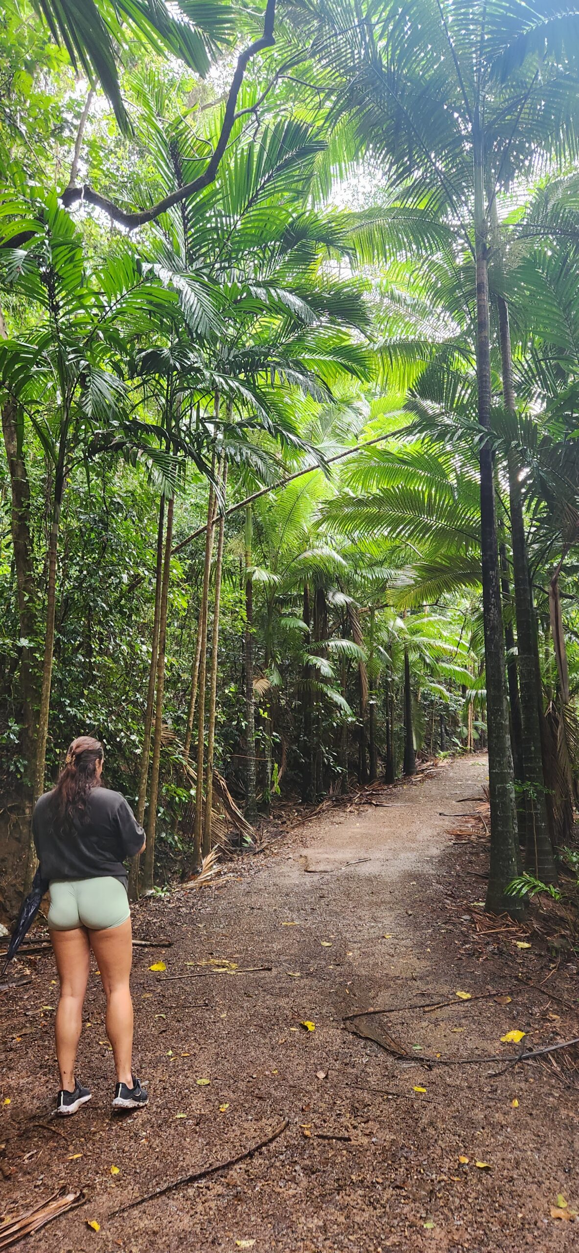 Rainforest Bushwalk
