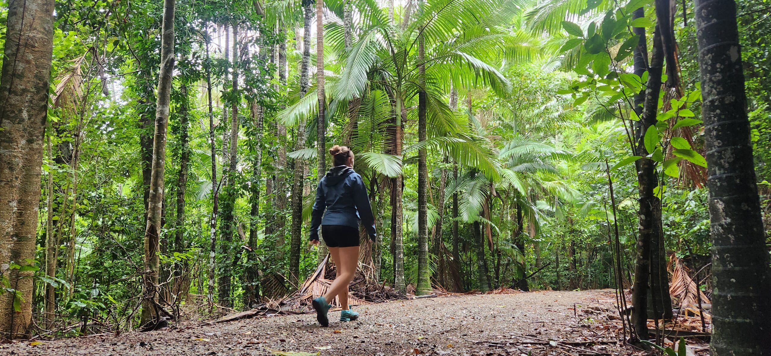 Rainforest Bushwalk