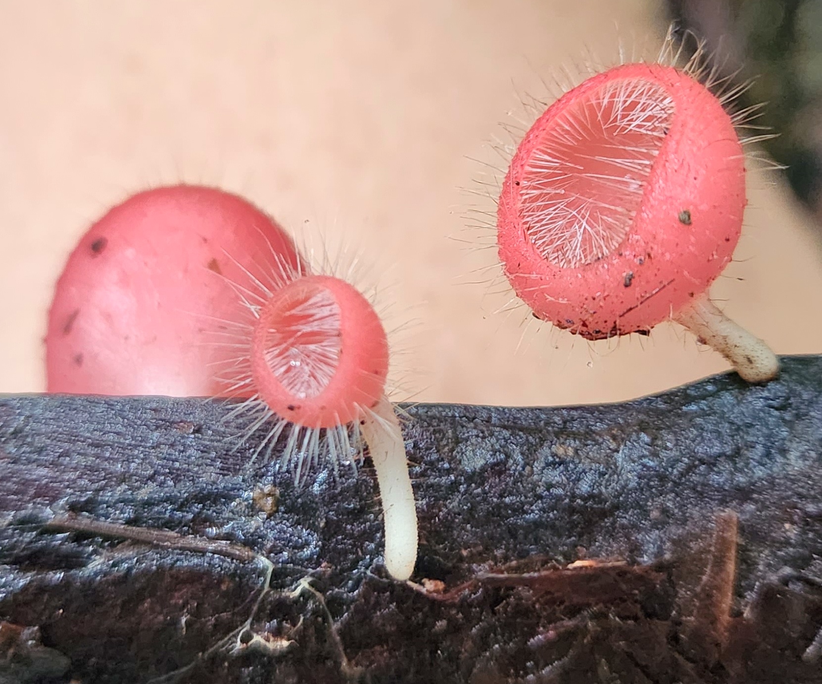 Rainforest Bushwalk