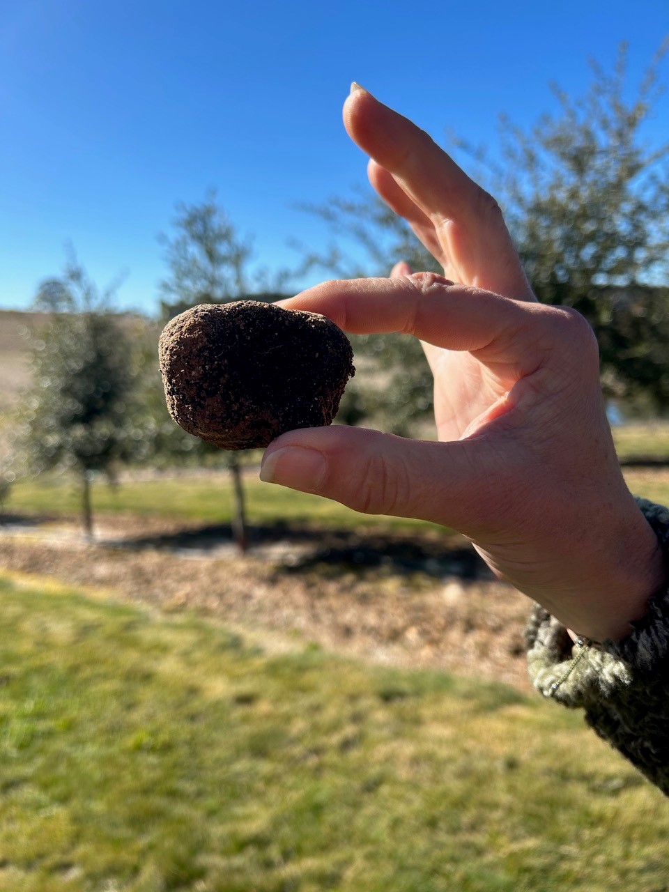 Truffle Hunt, Touch and Taste