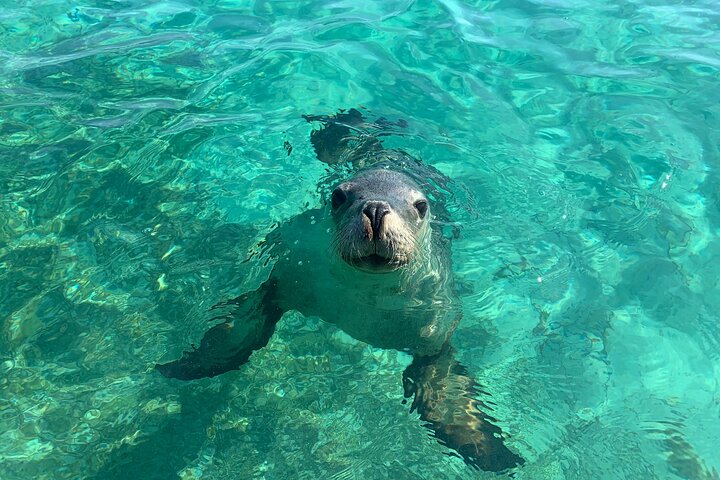 Carnac Island Eco Adventure Tour and Spot the Famous Sea Lions