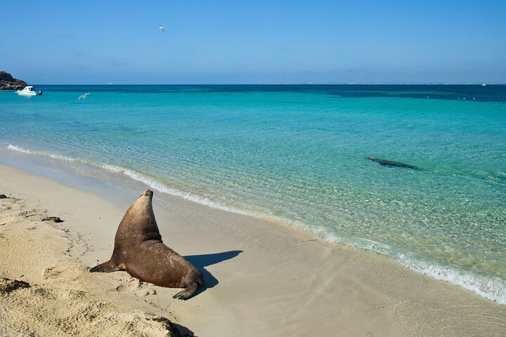 Carnac Island Eco Adventure Tour and Spot the Famous Sea Lions