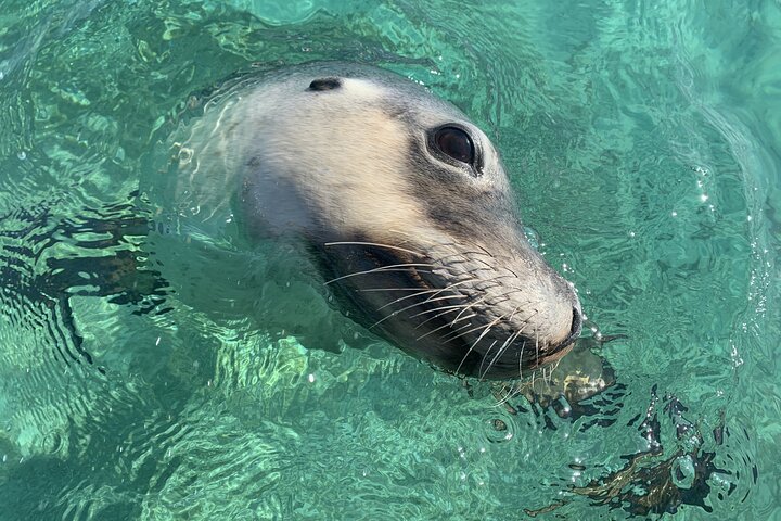 Carnac Island Eco Adventure Tour and Spot the Famous Sea Lions