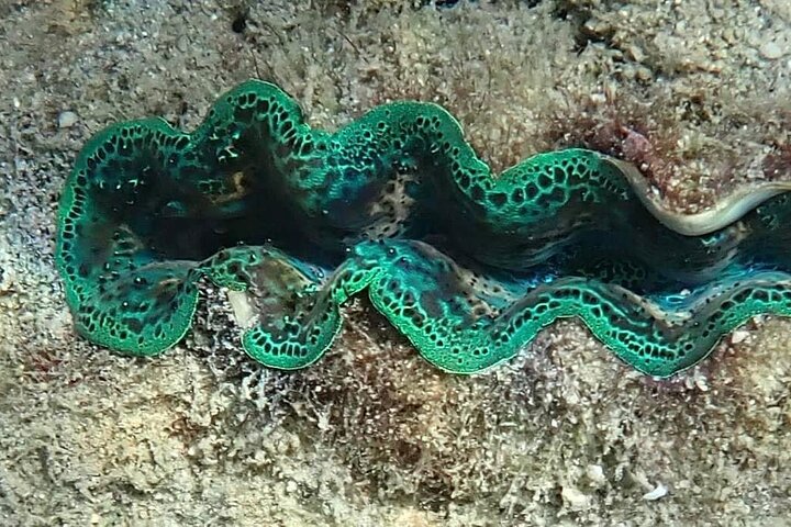 Orpheus Island Snorkelling Tour