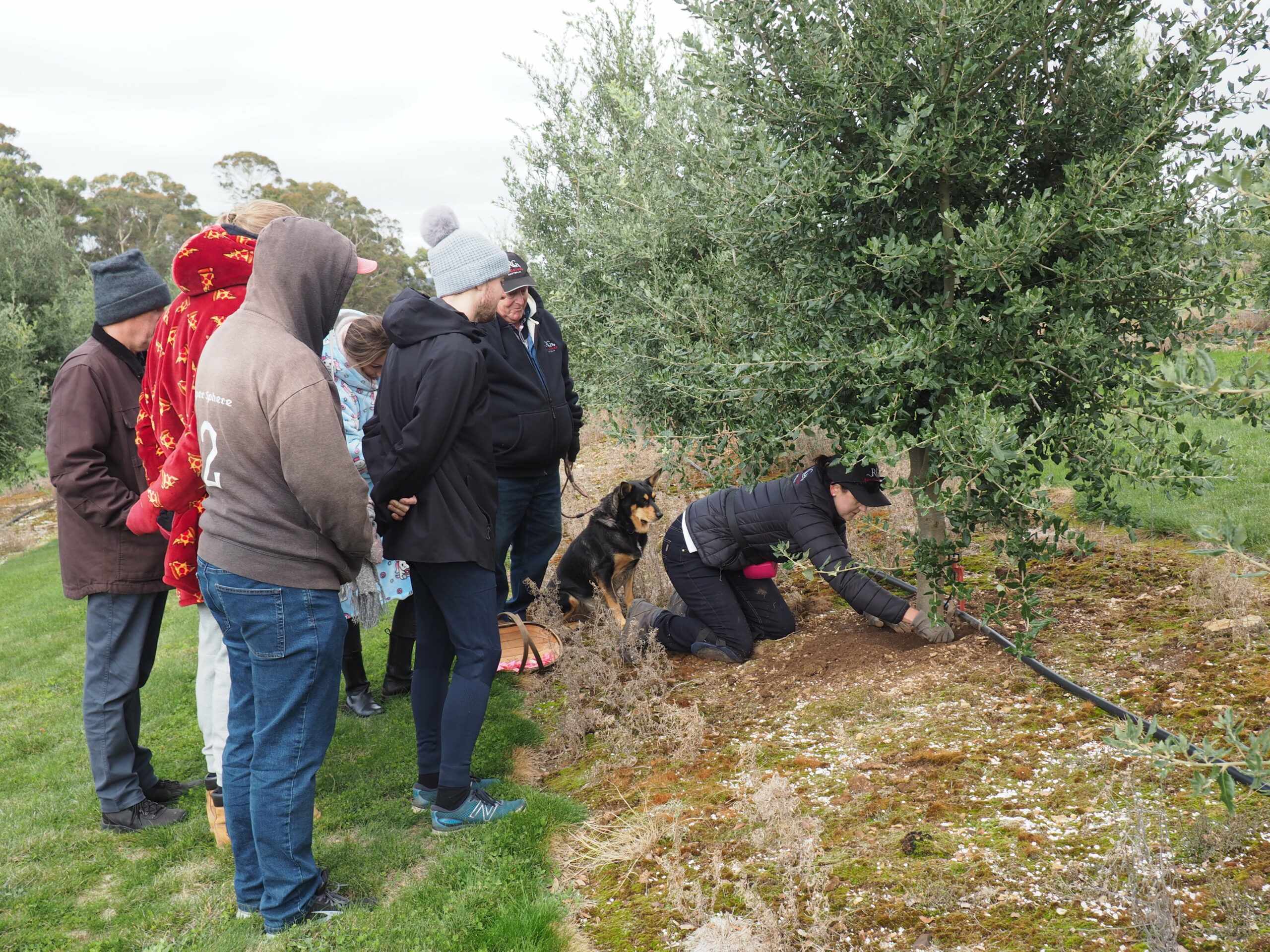 Truffle Hunt, Touch and Taste