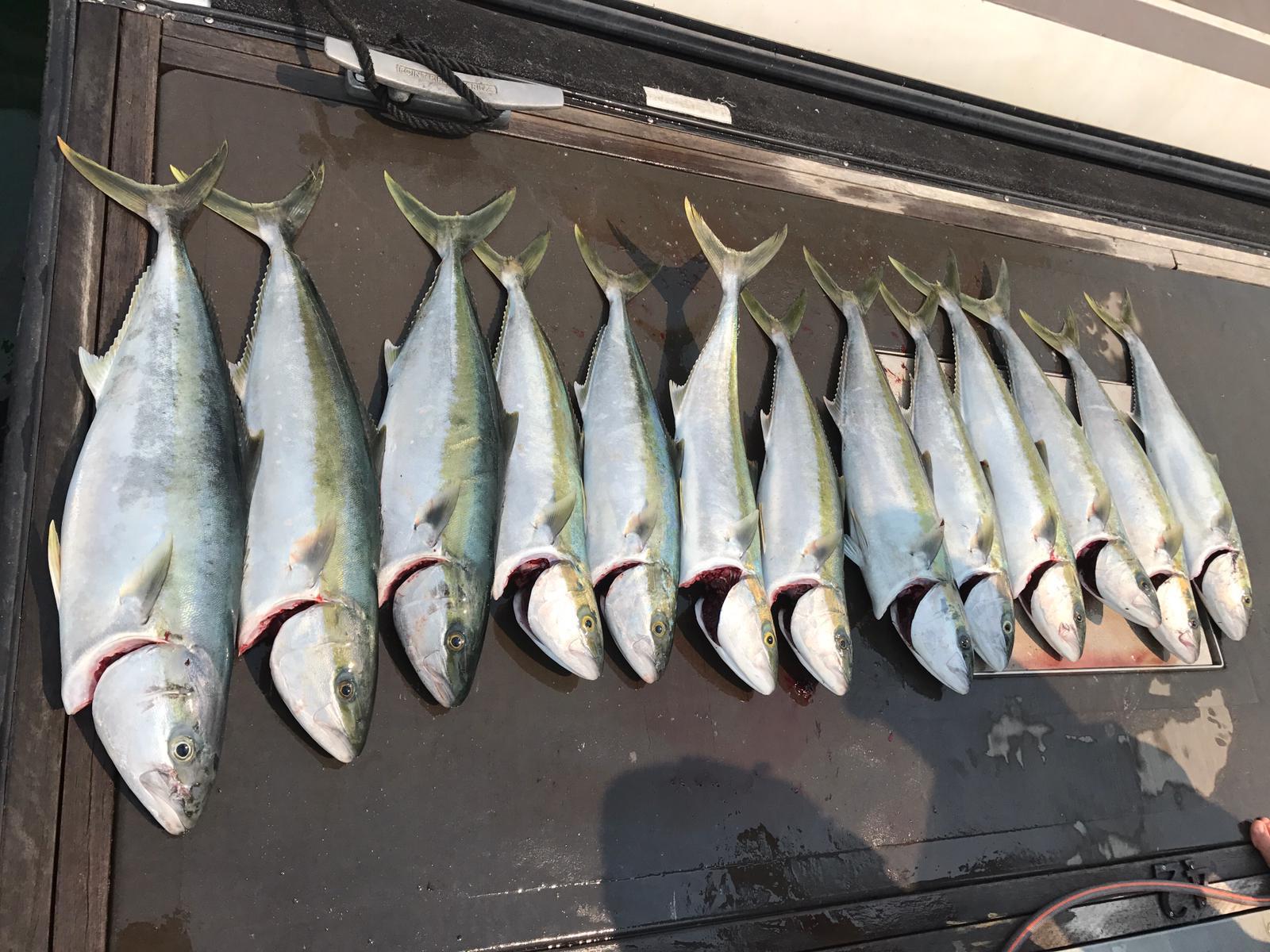 Private Charter - Kingfish - 6 Hours