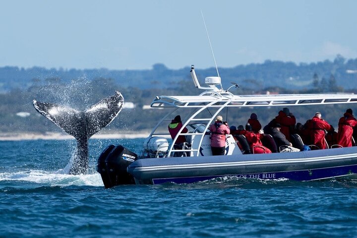 Premier Whale Watching Byron Bay: Brunswick Departure