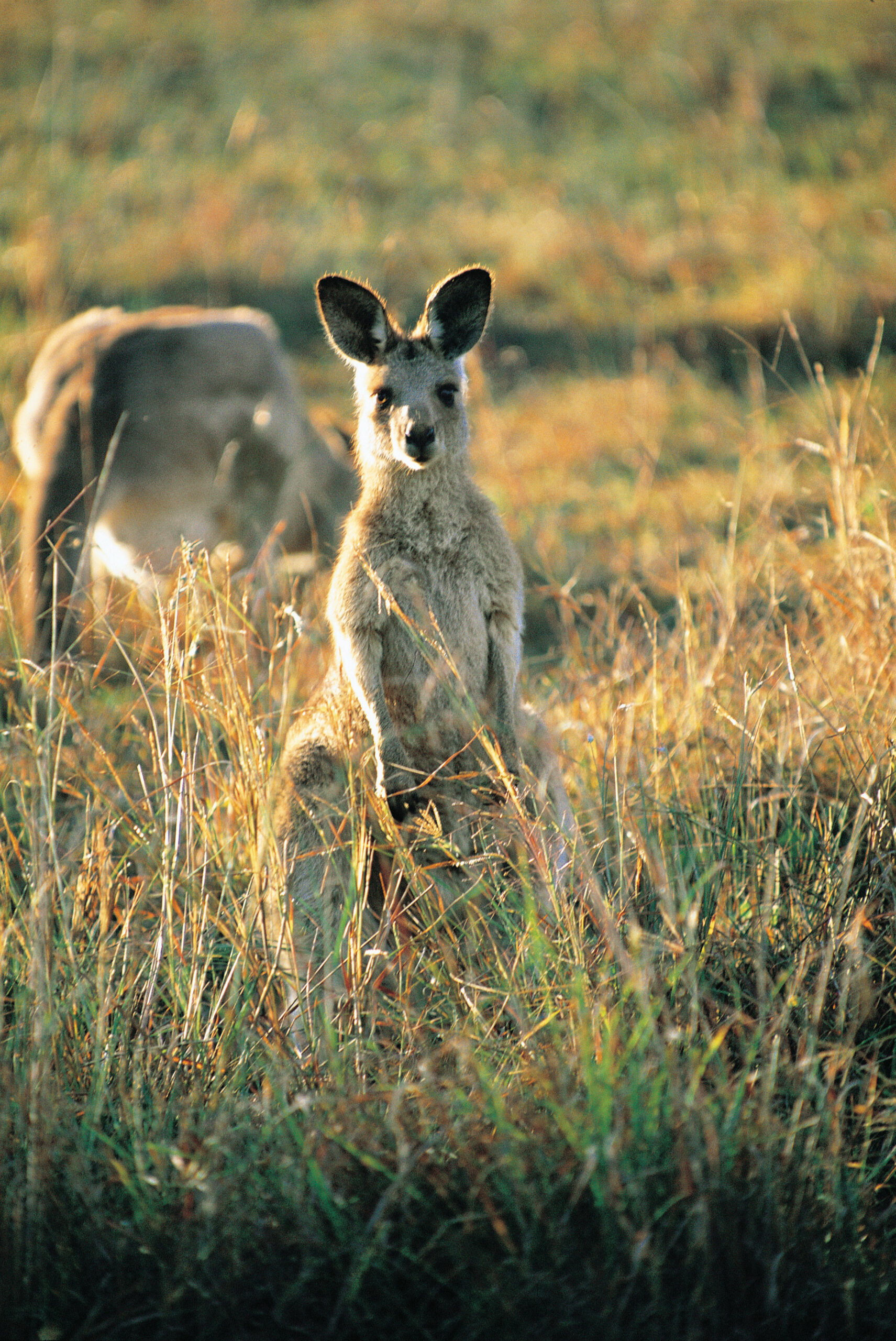 North Stradbroke Island day tour