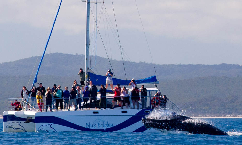 Hervey Bay Full Day Whale Watching Sailing Cruise including Lunch