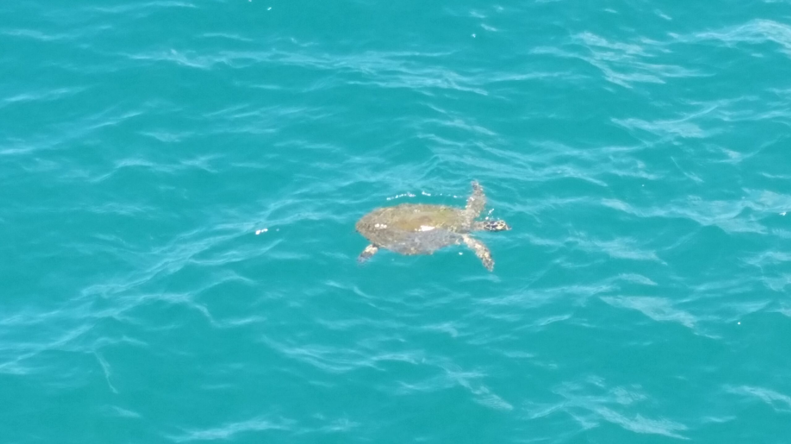 Palm Cove Double Island Kayak Turtle Tour