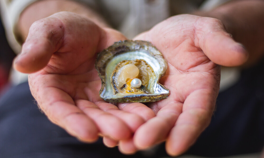 Broken Bay Pearl Farm Tour - 1 Hour