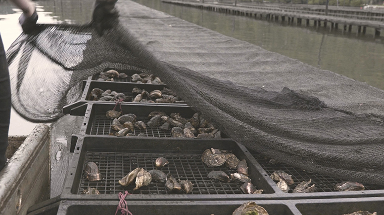 Sydney Oyster Farm Tour - 90 Minutes