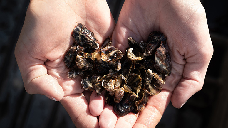 Sydney Oyster Farm Tour - 90 Minutes