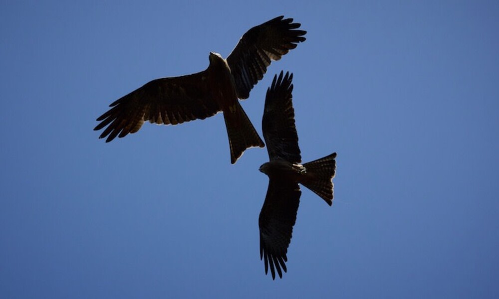 Margaret River Eagles Heritage Encounters and Birds of Prey Forest Walk